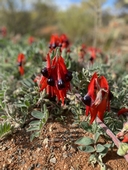 Sturt's Desert Pea